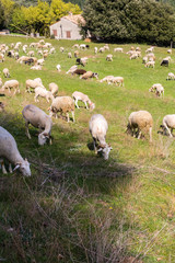 Fototapeta premium Bélier récemment tondu broutant de l’herbe