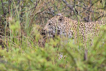 Female leopard (Panthera pardus) moving through buash in the Timbavati Reserve, South Africa