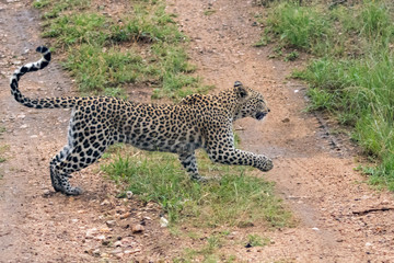 Female leopard (Panthera pardus) moving through buash in the Timbavati Reserve, South Africa