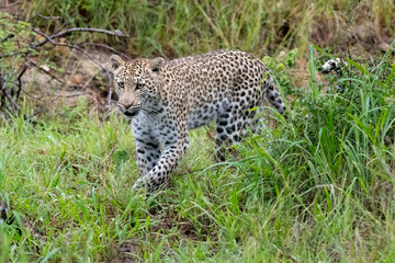 Female leopard (Panthera pardus) moving through buash in the Timbavati Reserve, South Africa