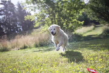 Pies biegnie po plaży nad jeziorem. Golden z aportem, lato w Polsce, aportuje z wody.
