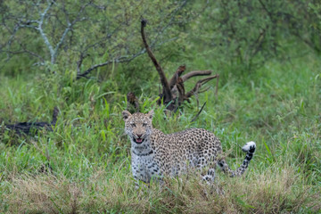Female leopard (Panthera pardus) moving through buash in the Timbavati Reserve, South Africa
