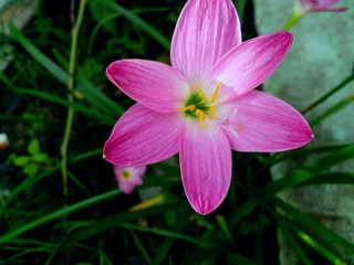 pink and white flower