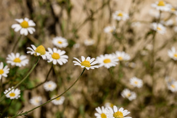Wild chamomile