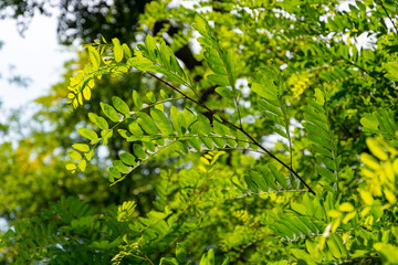 Fototapeta na wymiar Piękne zielone listki na drzewie