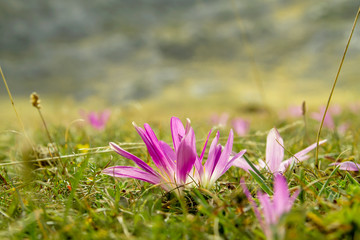 Autumn crocus flowers