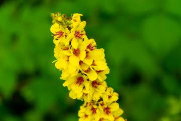 Żółty kwiat na tle zieleni