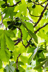 Figues de Vézénobres prêtes à être récoltés (Occitanie, France)