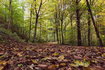 Chemin au cœur d’une forêt de feuillus à l’automne (La Sarraz, Suisse)