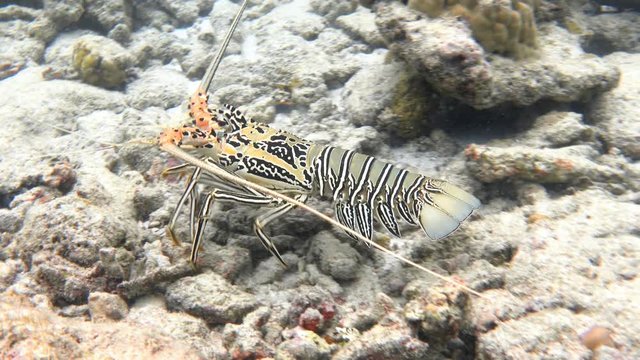 Painted spiny lobster moving on a coral reef. Indian ocean, Maldives. 4K