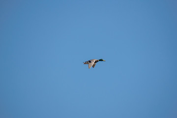 Duck flies through the sky