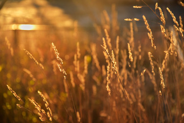 The red ears of autumn grass, permeated by the bright rays of the sun