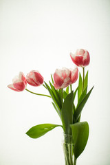bouquet of tulips