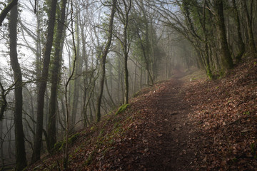 Chemin dans les bois