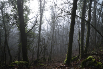 Dans la forêt le matin