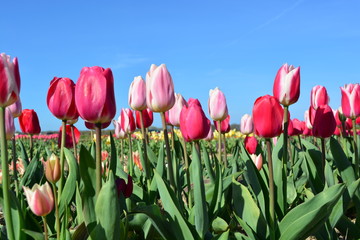 red and pink tulips at spring time in the field with blue sky in holland