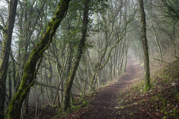 Obraz premium Chemin de balade en forêt