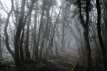 Sentier de forêt