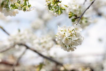 branch with blooming cherries. close-up. delicate spring background. selective focus