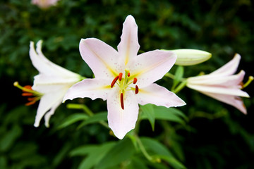 White lily flower blooming in a park.
