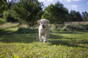Pies Golden Retriver biega nad jeziorem w Polsce, pływa i aportuje.