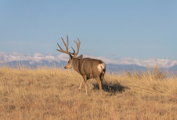 Mule Deer Buck in Colorado in Autumn