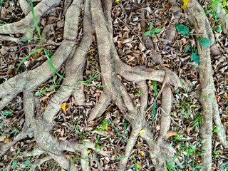 root of tree