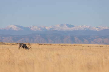 Mule Deer Buck in Colorado in Autumn