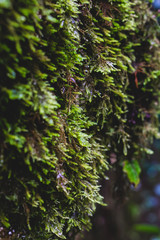 Végétation à l’automne autour de la Cascade de la Venoge (Canton de Vaud, Suisse)
