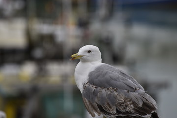 animaux