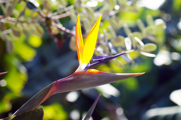 Bird of paradise flower / Strelitzia