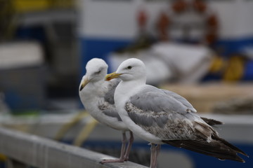 animaux