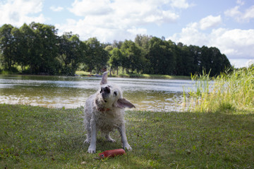 Pies plaża rasy Golden Retriver aportuje zabawkę, na jeziorem w Polsce
