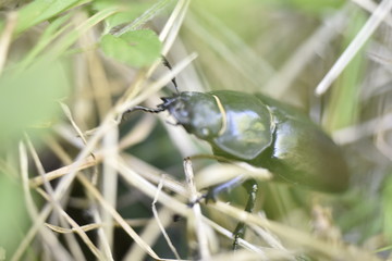 animaux