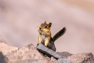 chipmunk with full mouth