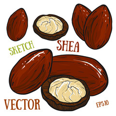  Shea nuts isolated on white background. Treatment, care, food ingredient. 