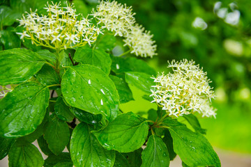 Background of macro landscape: close-up shot of green fresh leaves and bloom inflorescence from white pretty flowers.