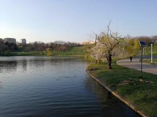 lake and park in spring