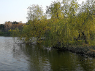 lake and park in spring