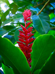 Blooming Red Ginger Plant