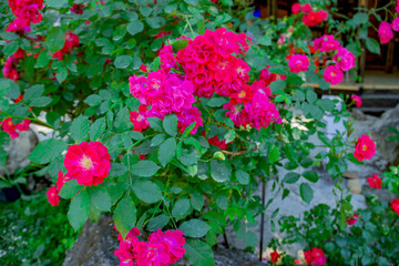 Detail of pink roses bush as floral background. Blooming of roses