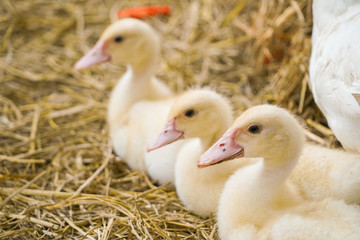 Cute duckies in their nest. Yellow ducklings on hay.Duck is numerous species in the waterfowl family.Tiny Baby Ducklings hatchling in agriculture farming