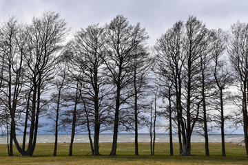 Obraz premium Beautiful alder trees by the coast