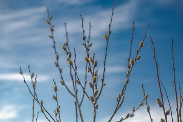 willow branches in spring