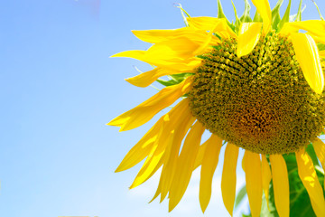 Big sunflower on a background of blue sky.