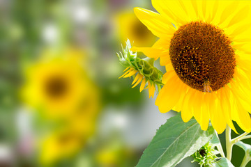 Honey bee pollinates a sunflower. Card, background, illustration.