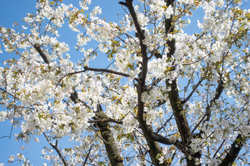 桜　Cherry Blossoms