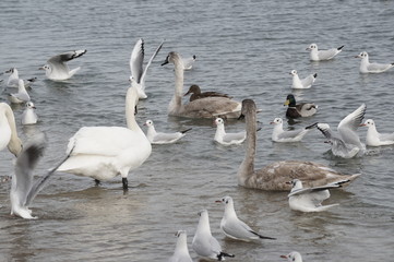 Swans and seagulls on the seashore.