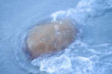 jelly fish in the sea water