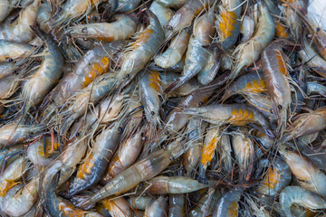 sweel water shrimp